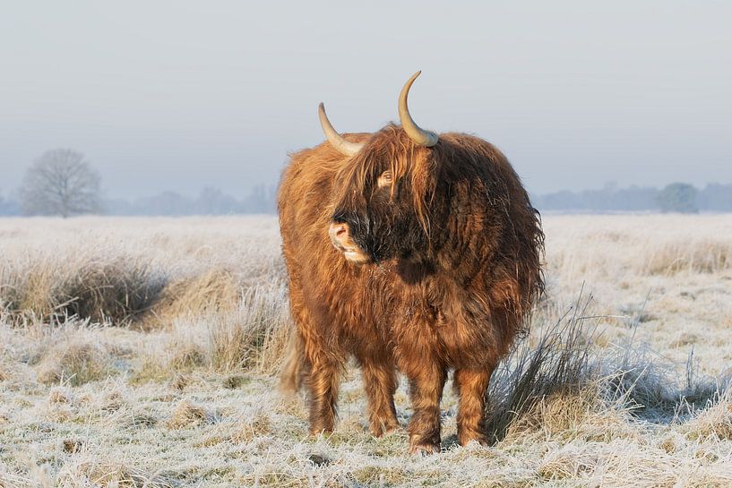 schotse hooglander op het Hijkerveld in de winter, higland cow van M. B. fotografie
