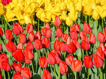 Keukenhof by Kees van den Burg