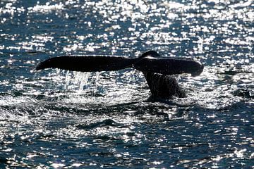 oceanische walvisvin van Dieter Meyrl