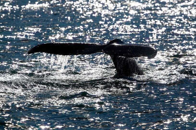 rorqual commun océanique par Dieter Meyrl