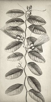 Botanische Wandkunst,Ficus tikoua Bur, schmale Leinwand