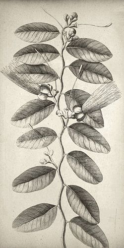 Botanical Wall Art,Ficus tikoua Bur, smal canvas