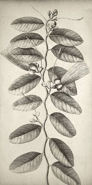 Botanical Wall Art,Ficus tikoua Bur, smal canvas van finemasterpiece