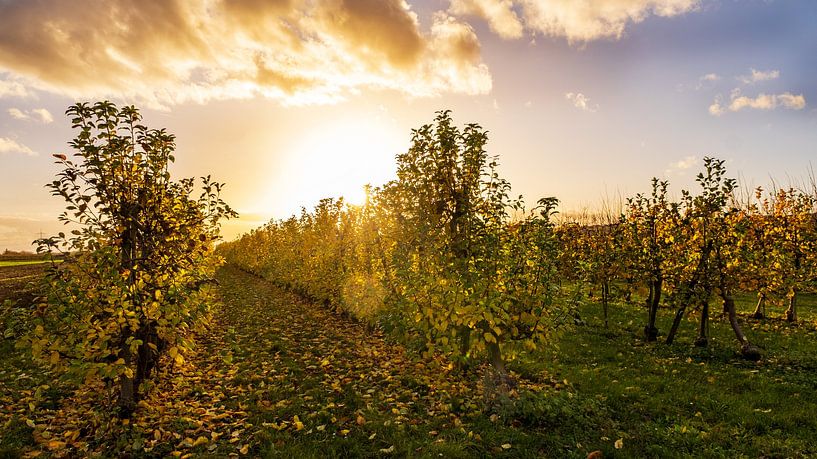 Zonsondergang in de boomgaarden | Taunus van Flatfield