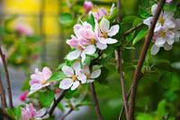 Spring in the garden