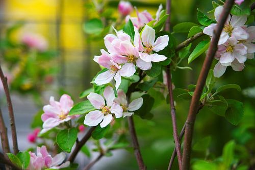 Der Frühling im Garten von Daniel Dorst