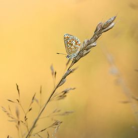 Bruin blauwtje van Simon Hazenberg