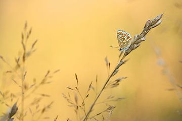 Bruin blauwtje van Simon Hazenberg