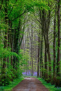 The Hallerbos by Menno Schaefer