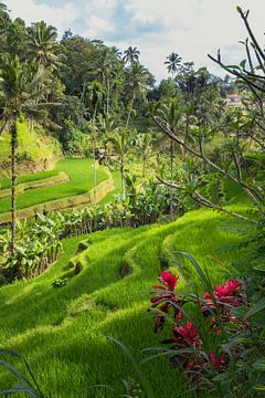 Tegalalang rice fields in bali with beautiful flowers by Perry Wiertz