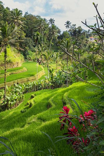Tegalalang rijstvelden in bali met mooie bloemen