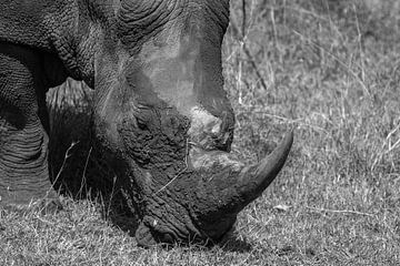 Wild rhino in Kenya by Roland Brack
