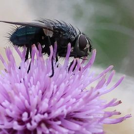 red-cheeked hoverfly sitting on thistle by Marco Geel