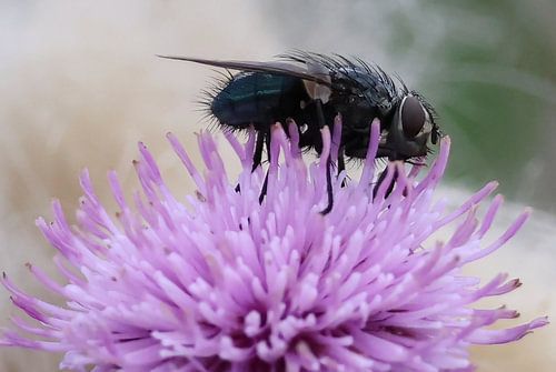 roodwangbromvlieg zittend op Distel