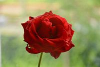 Classic Rose