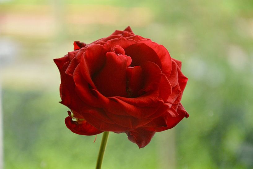Classic Rose van Lenna Teklenburg