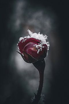 Rose d'hiver sur Pixel4ormer
