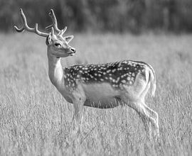 Deer on the island of Haringvreter Veerse meer in black and white by By Marjolein Design