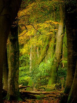 Explodierende Herbstfarben