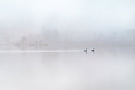 Schwäne im Morgennebel von Tijmen Hobbel