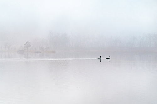 Swans in the morning mist by Tijmen Hobbel