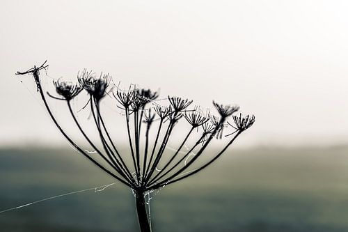 Schermbloem in spinrag