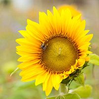 Zonnebloem met hommel