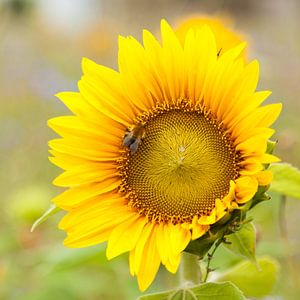 Sonnenblume mit Hummel