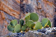 Stoere Cactussen van Paul van Baardwijk thumbnail