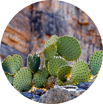 Stoere Cactussen van Paul van Baardwijk