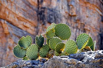Stoere Cactussen van Paul van Baardwijk