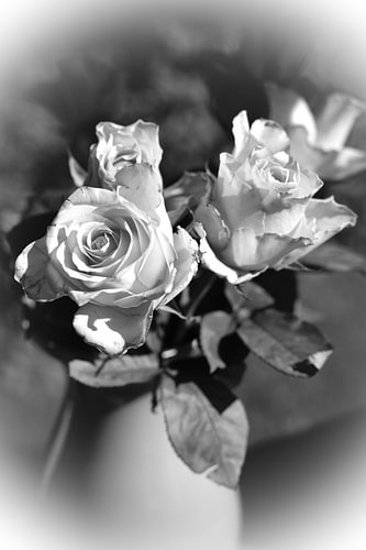 Rose dream