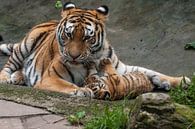 Sibirischer Tiger : Tierpark Amersfoort von Loek Lobel Miniaturansicht