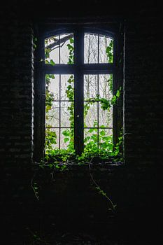 La nature prend le dessus