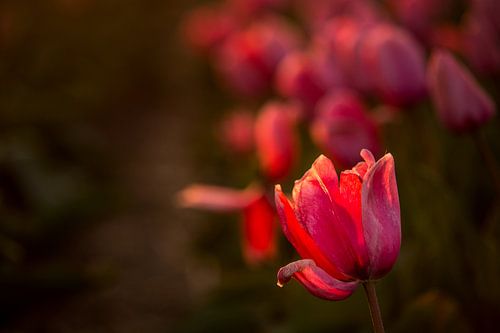 Mooie tulp in bloemenveld