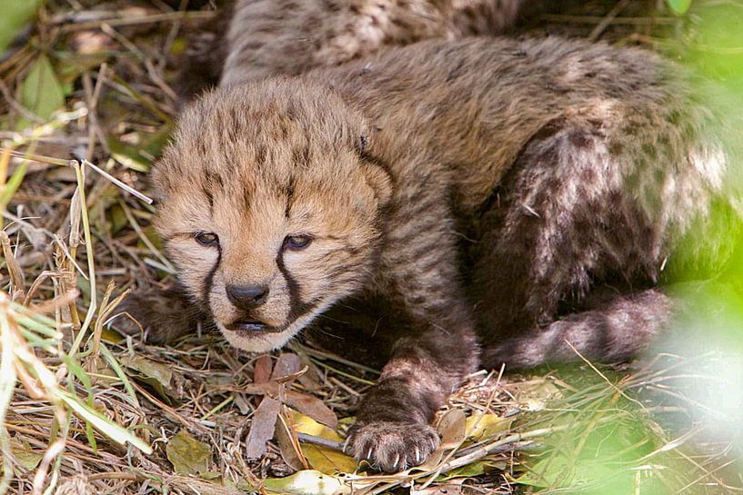 Baby cheetah van Peter Michel