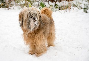 Mannelijke Tibetaanse Terrier in de sneeuw