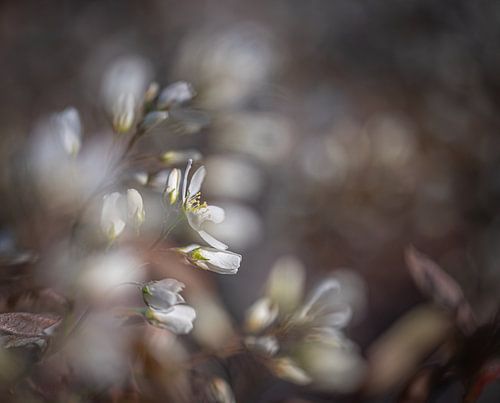 Blossom of the currant tree in spring, with bokeh
