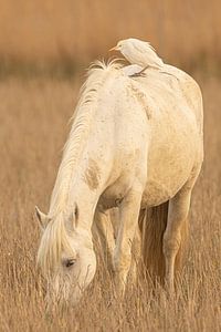 Camargue-Pferd mit Kuhreiher auf dem Rücken. von Kris Hermans