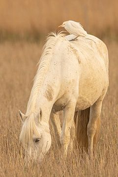 Camargue horse with cattle egret on top. by Kris Hermans