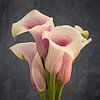 Calla flower by eric van der eijk