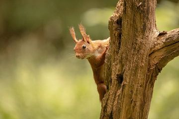 Neugieriges Eichhörnchen von Marjan Slaats