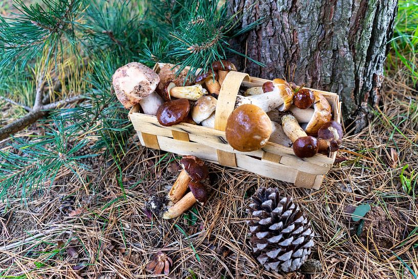 différents champignons dans un panier par Animaflora PicsStock