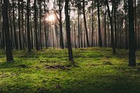 Sunshine in the moss forest