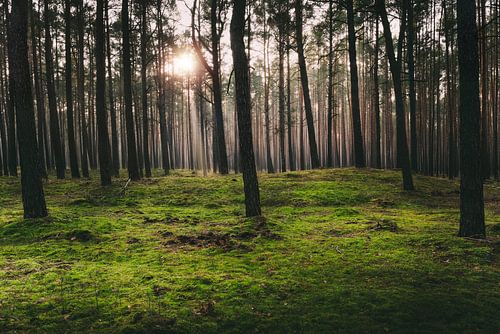 Sunshine in the moss forest