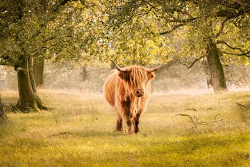 Schotse Hooglander op Landgoed Grote Zand – Dromerig Bosbeeld van KB Design & Photography (Karen Brouwer)