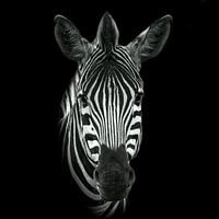 Zebra in black and white