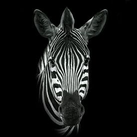 Zebra in Schwarz und Weiß von Petra Lakerveld