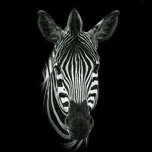 Zèbre en noir et blanc