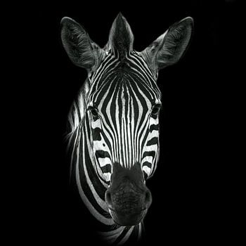 Zebra in Schwarz und Weiß